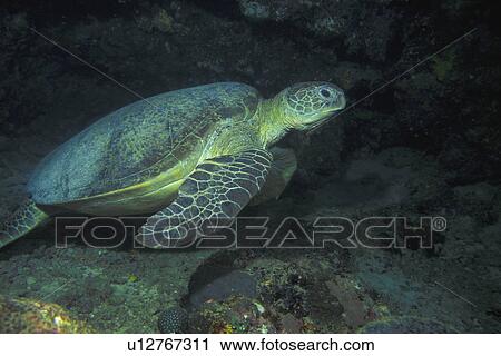 Stock Image - Sea turtle. Fotosearch
