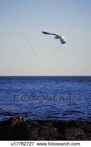 Stock Photo - Seagull above water. Fotosearch