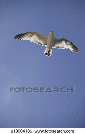 Seagull flying in the sky View Large Photo Image Stock Photography - Seagull flying in the sky. Fotosearch