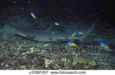 Stock Photo - Shark on ocean floor. Fotosearch