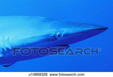 Shark's head View Large Photo Image Stock Photo - Shark's head. Fotosearch