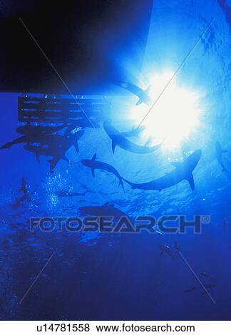 Sharks off edge of boat as seen from below View Large Photo Image Stock Photo - Sharks off edge of boat as seen from below. Fotosearch