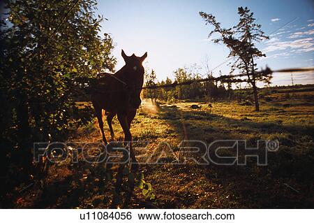 Stock Photograph - Silhouette of horse in the morning. Fotosearch