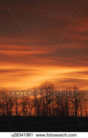 Silhouette of trees against sunset View Large Photo Image Stock Image - Silhouette of trees against sunset. Fotosearch