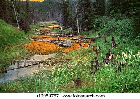 Small creek bed in forest with dead logs View Large Photo Image Stock Photo - Small creek bed in forest with dead logs. Fotosearch