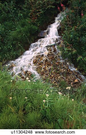 Stock Photo - Small stepped waterfall in forest. Fotosearch