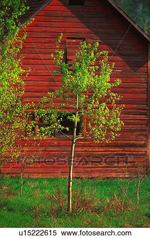Stock Photography - Small tree in front of red barn. Fotosearch