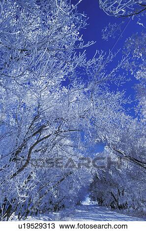 Stock Image - Snow and frost covered trees. Fotosearch