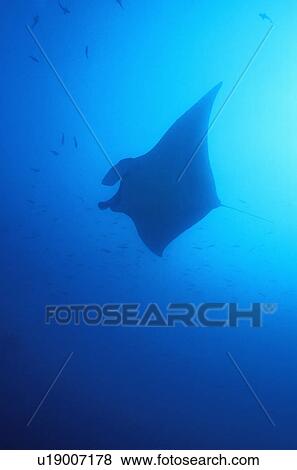 Stock Photo - Soaring stingray. Fotosearch