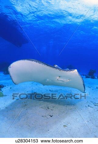 Southern Stingray View Large Photo Image Stock Image - Southern Stingray. Fotosearch
