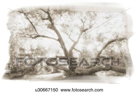 Spider like tree View Large Photo Image Stock Image - Spider like tree. Fotosearch