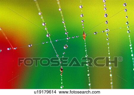 Spider web with dew View Large Photo Image Picture - Spider web with dew. Fotosearch