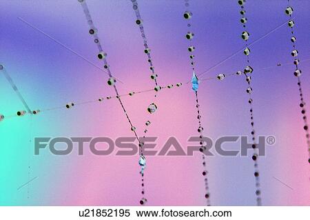 Stock Photography - Spider web with dew. Fotosearch
