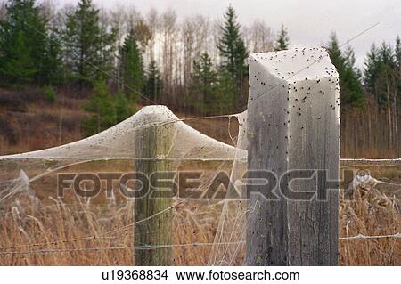 Picture - Spider webs on barbed wire fence. Fotosearch