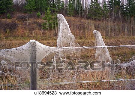 Spider webs on barbed wire fence View Large Photo Image Stock Image - Spider webs on barbed wire fence. Fotosearch