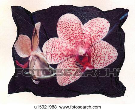 Spotted flower View Large Photo Image Stock Photo - Spotted flower. Fotosearch