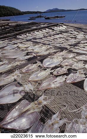 Stock Photography - Squid on drying racks. Fotosearch