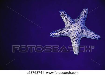 Starfish View Large Photo Image Stock Image - Starfish. Fotosearch