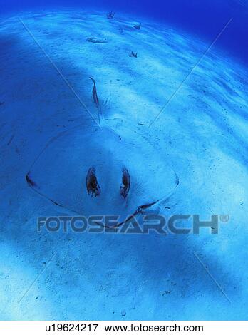Stingray hiding in sand View Large Photo Image Stock Photo - Stingray hiding in sand. Fotosearch