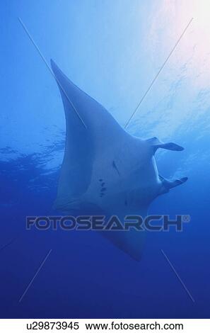 Stock Photography - Stingray. Fotosearch
