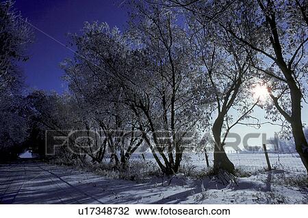 Sun behind trees on winter morning View Large Photo Image Stock Image - Sun behind trees on winter morning. Fotosearch