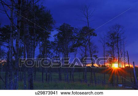 Sunset through a stand of trees View Large Photo Image Stock Image - Sunset through a stand of trees. Fotosearch