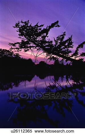 Stock Photography - Sunset with lake and trees. Fotosearch