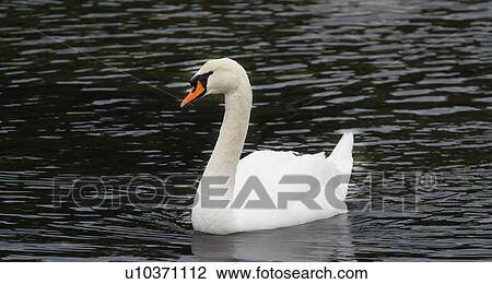 Swan on the water View Large Photo Image Stock Image - Swan on the water. Fotosearch