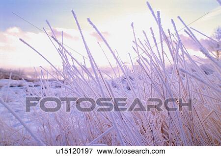 Stock Photo - Tall grass in winter with snow and frost. Fotosearch
