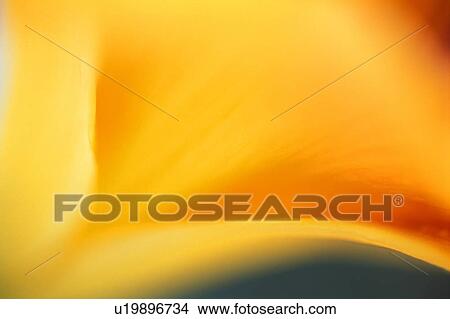 The inside of a flower View Large Photo Image Picture - The inside of a flower. Fotosearch