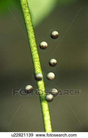 Stock Photo - Toad Eggs. Fotosearch