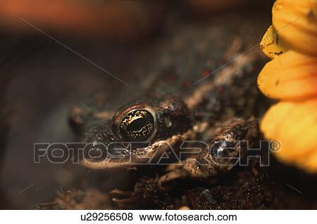 Toad with flower View Large Photo Image Stock Photo - Toad with flower. Fotosearch