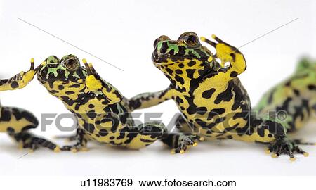 Stock Photo - Toads in a group. Fotosearch