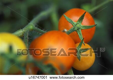 Tomatoes growing in a garden View Large Photo Image Stock Image - Tomatoes growing in a garden. Fotosearch