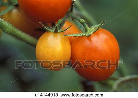 Stock Photo - Tomatoes growing in a garden. Fotosearch