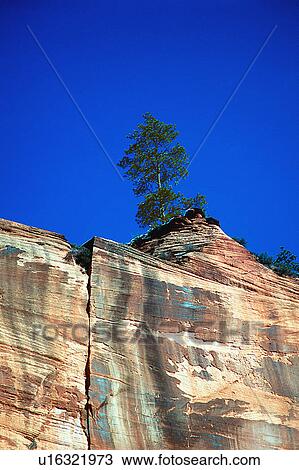 Tree on Cliffside View Large Photo Image Stock Image - Tree on Cliffside. Fotosearch