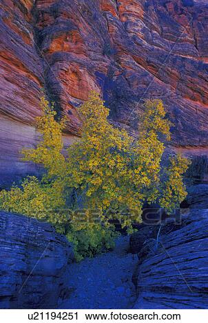 Tree on side of mountain View Large Photo Image Stock Image - Tree on side of mountain. Fotosearch