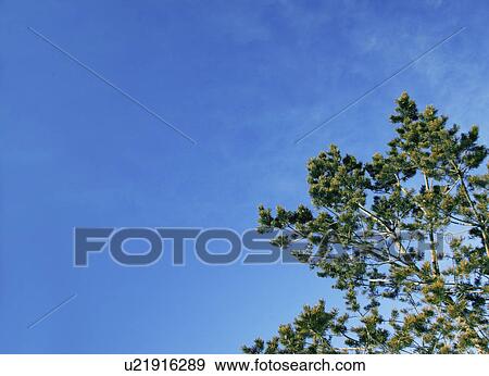 Stock Photo - Tree top and sky. Fotosearch