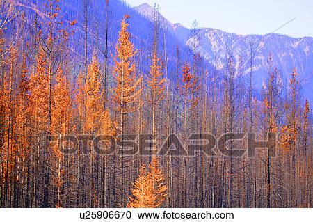 Stock Image - Tree tops in autumn. Fotosearch