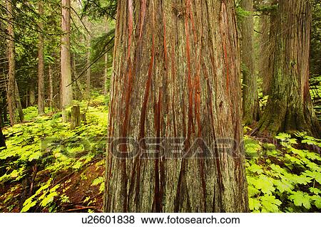 Stock Photo - Tree trunk in the forest. Fotosearch