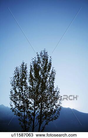 Stock Image - Tree with blue sky. Fotosearch