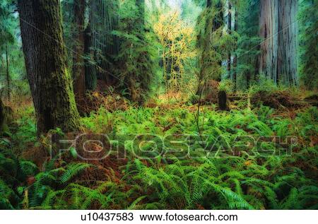 Trees and ferns in forest View Large Photo Image Stock Image - Trees and ferns in forest. Fotosearch