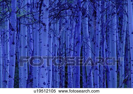 Stock Photography - Trees at night. Fotosearch