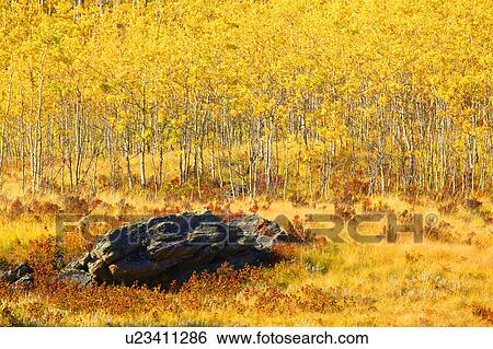 Stock Photograph - Trees in autumn. Fotosearch