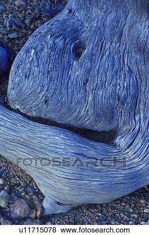 Stock Photo - Twisted piece of driftwood on gravel beach. Fotosearch