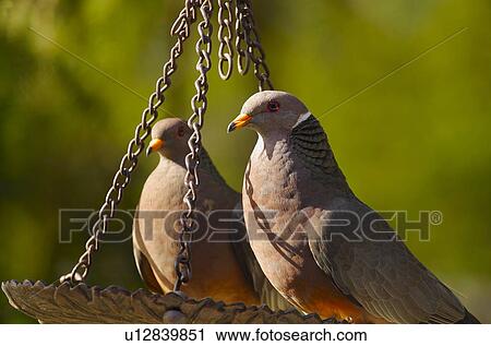 Two birds View Large Photo Image Stock Image - Two birds. Fotosearch
