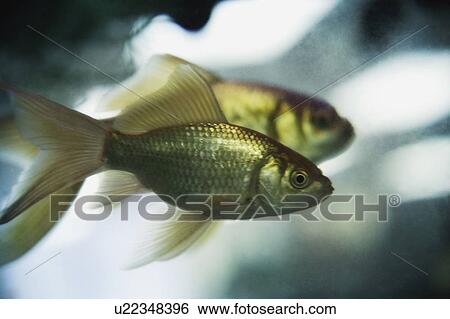 Stock Photograph - Two fish underwater. Fotosearch