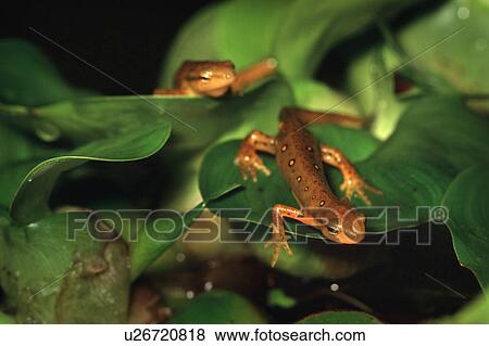 Two newts on leaves View Large Photo Image Stock Photo - Two newts on leaves. Fotosearch