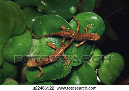 Two spotted newts on leaves View Large Photo Image Stock Image - Two spotted newts on leaves. Fotosearch