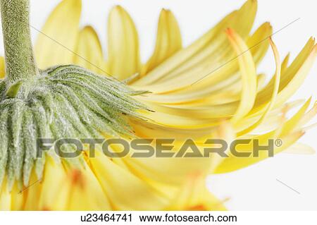 Stock Image - Under a flower. Fotosearch